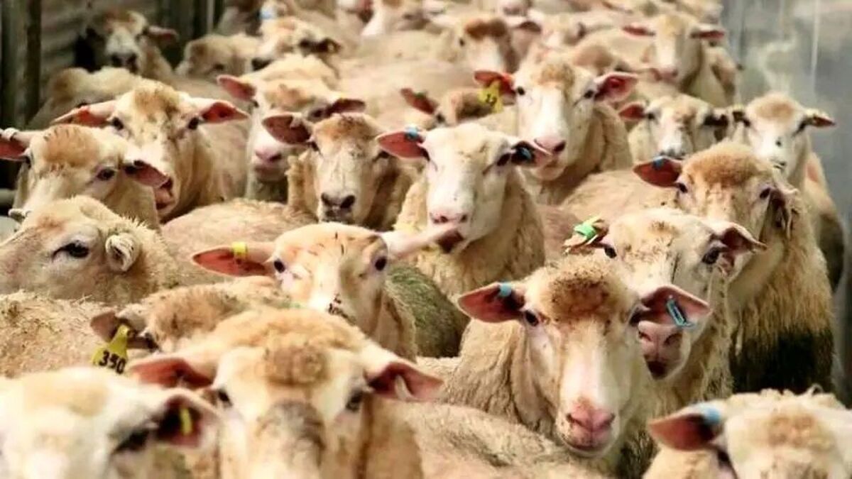 قیمت گوسفند عید قربان تعیین شد
