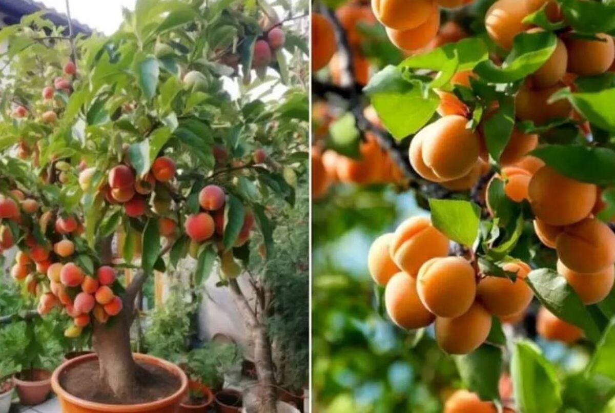 آموزش نگهداری و زمان کاشت هسته زردآلو آموزش نگهداری و زمان کاشت هسته زردآلو