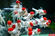 ظرفیت بالای تولید و صادرات ماهی تزئینی در اصفهان/ از کمبود نیروی انسانی متخصص تا ضرورت تکمیل زنجیره تولید