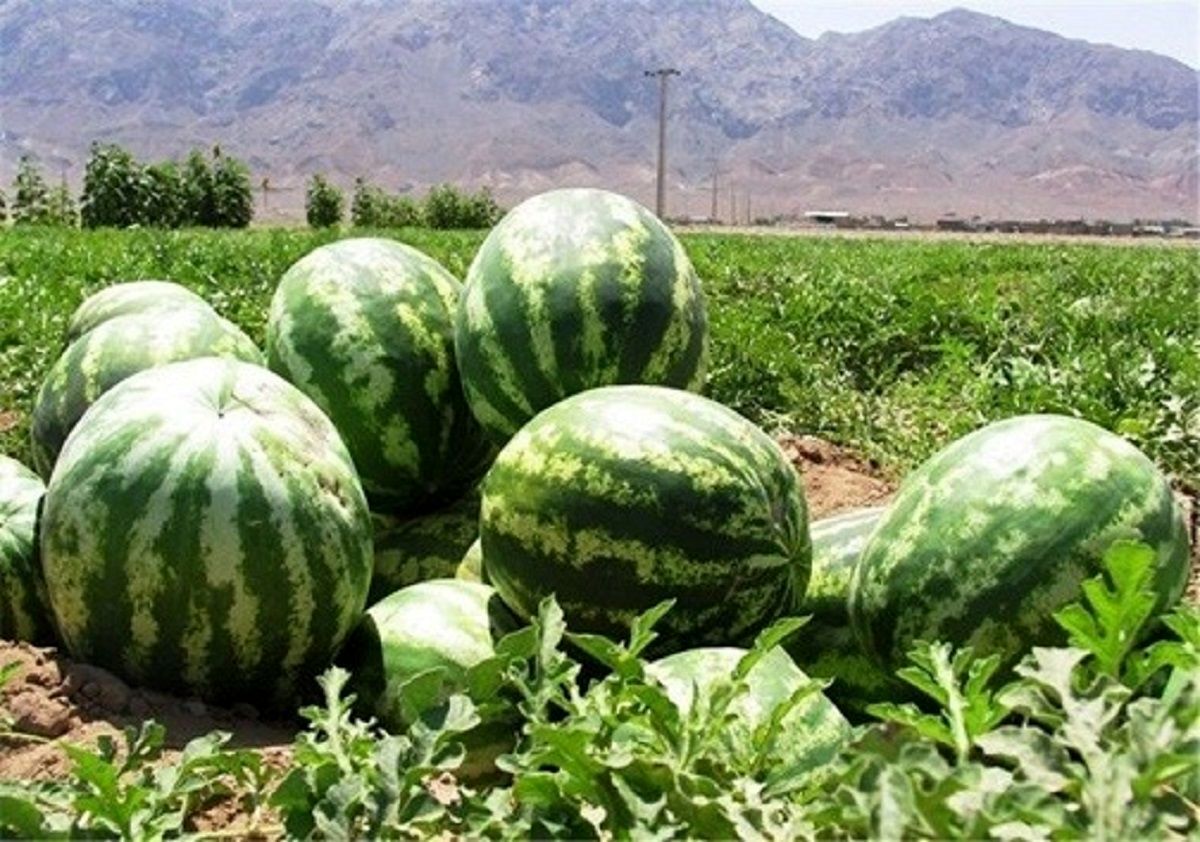 عراق واردات این محصولات ایرانی را ممنوع کرد