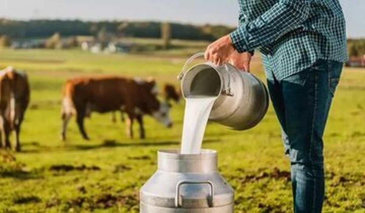  لبنیات سنتی بخوریم یا پاستوریزه؟ 