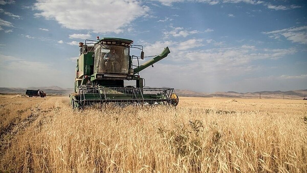 خبر مهم از پرداخت مطالبات گندم کاران/ قیمت جدید گندم مشخص شد