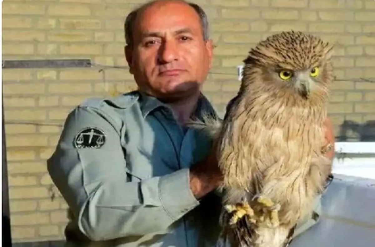 بالاخره دو متهم پرونده شهادت محیط‌بان «هدایت‌الله دیده‌بان» دستگیر شدند+ فیلم