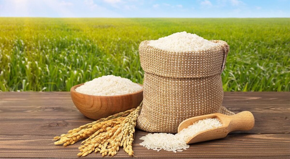 قیمت برنج ایرانی امروز ۱۵ مرداد ۱۴۰۴ / برنج هاشمی درجه یک کیلویی چند؟ + جدول قیمت برنج ایرانی امروز ۱۵ مرداد ۱۴۰۴ / برنج هاشمی درجه یک کیلویی چند؟ + جدول