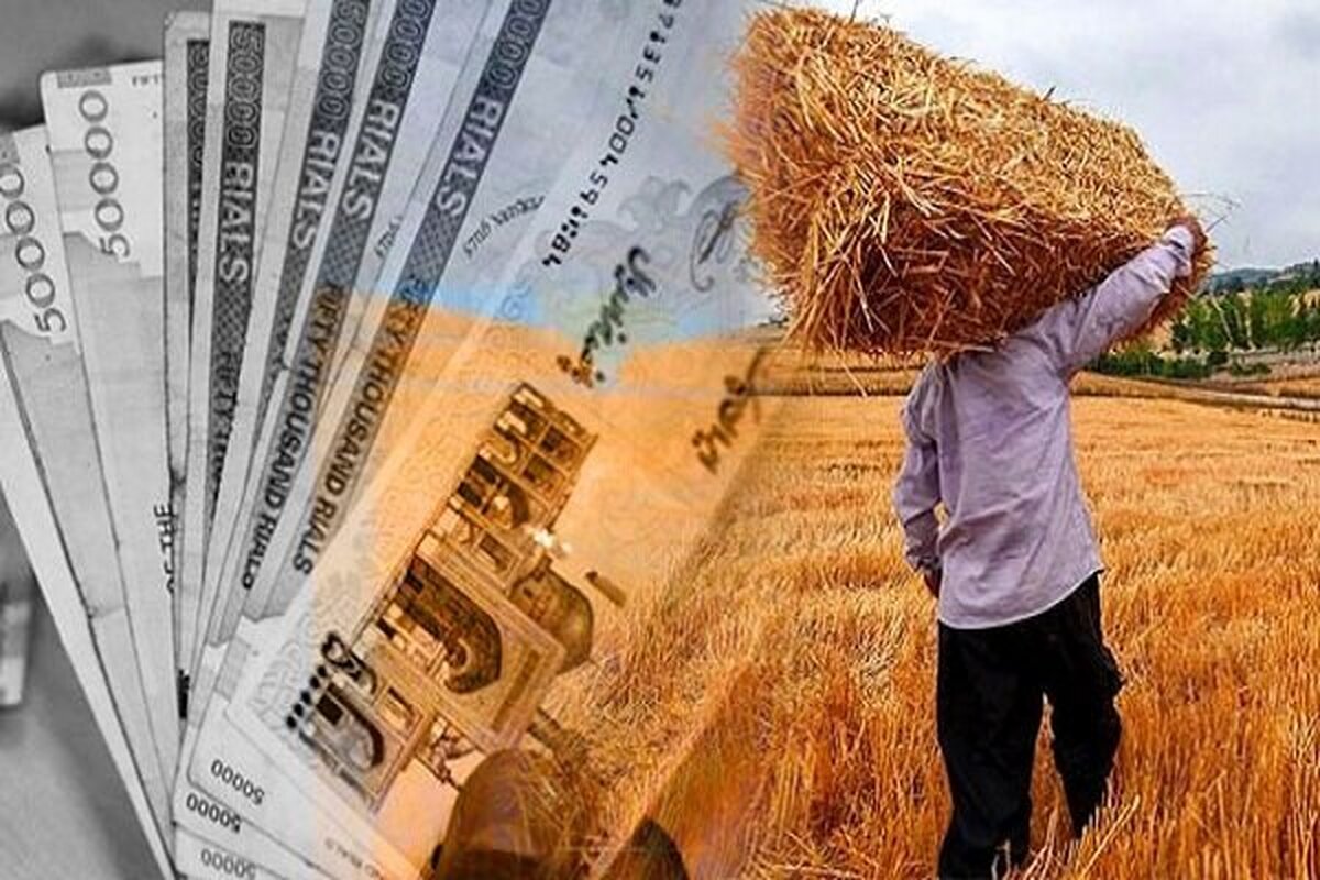 مطالبات گندمکاران با دلار پرداخت میشود؟ مطالبات گندمکاران با دلار پرداخت میشود؟