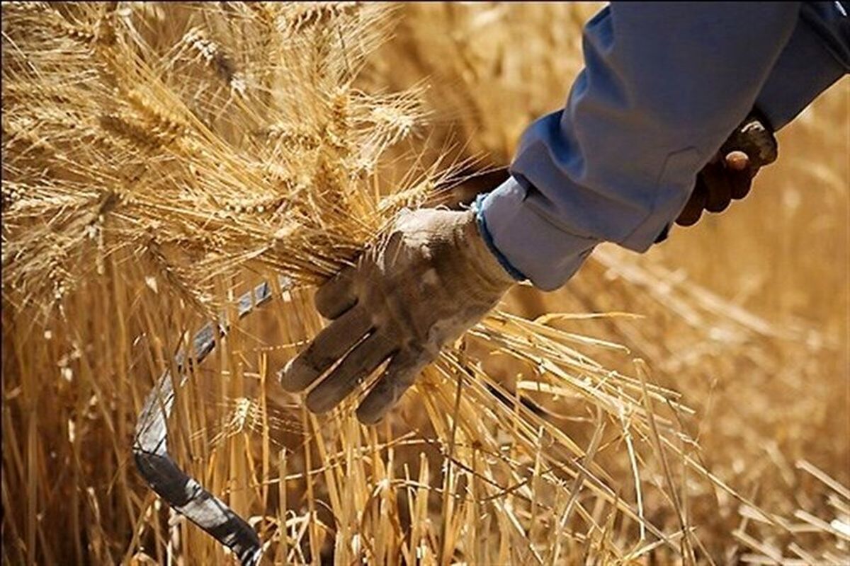 ۷.۶ میلیون تُن گندم خرید تضمینی شد