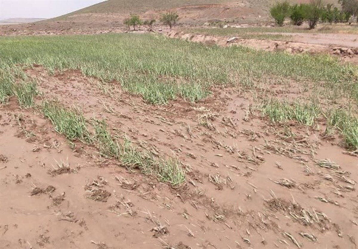 کمبود ۴۰۰ میلیون مترمکعبی آب برای کشاورزی در تهران کمبود ۴۰۰ میلیون مترمکعبی آب برای کشاورزی در تهران