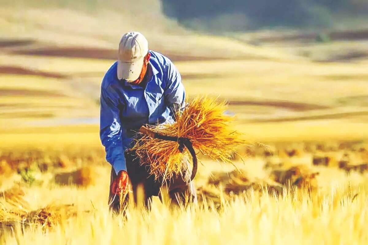 دولت گندمِ گندمکاران را به بازار آزاد فرستاد!