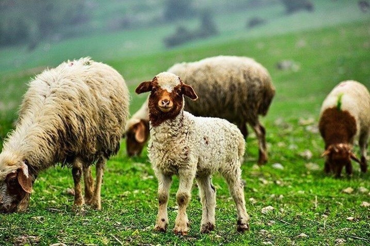 زنگ خطر کاهش شدید دام پرواری/ گوشت قرمز کمیاب می‌شود؟