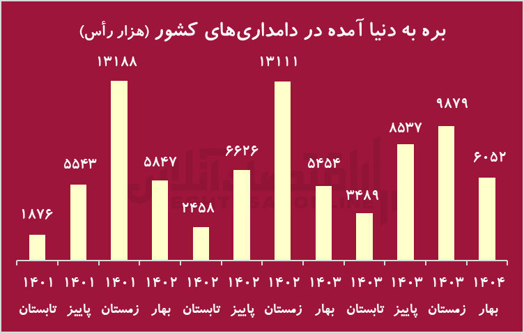 زنگ خطر کاهش شدید دام پرواری/ گوشت قرمز کمیاب می‌شود؟