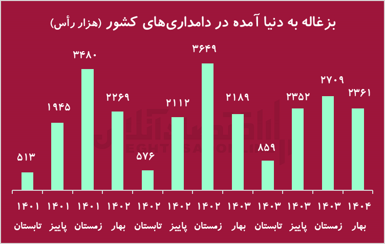 زنگ خطر کاهش شدید دام پرواری/ گوشت قرمز کمیاب می‌شود؟