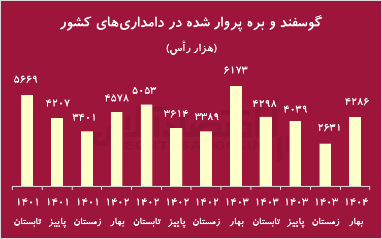 زنگ خطر کاهش شدید دام پرواری/ گوشت قرمز کمیاب می‌شود؟