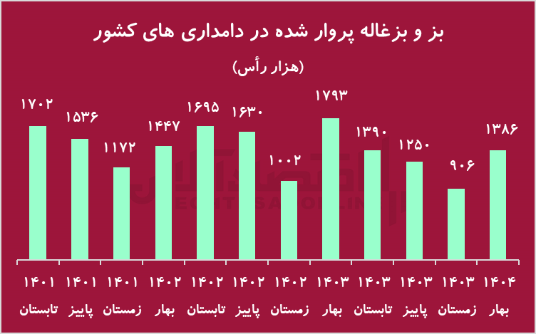 زنگ خطر کاهش شدید دام پرواری/ گوشت قرمز کمیاب می‌شود؟