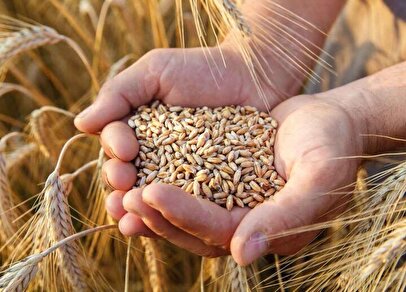 خرید ۷.۷ میلیون تن گندم از کشاورزان تضمین شد