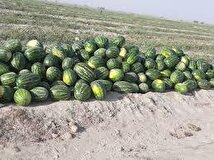 انتقال آب برای تولید هندوانه؟/برای تولید هر هندوانه چقدر آب مصرف می‌شود؟