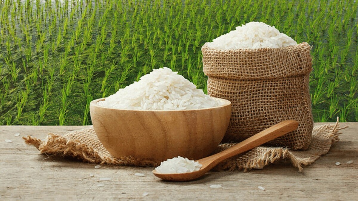 لیست قیمت برنج ایرانی امروز ۱۷ شهریور ۱۴۰۴ / برنج هاشمی، صدری، طارم و سرلاشه را کیلویی چند بخریم؟ + جدول لیست قیمت برنج ایرانی امروز ۱۷ شهریور ۱۴۰۴ / برنج هاشمی، صدری، طارم و سرلاشه را کیلویی چند بخریم؟ + جدول