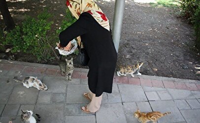 صحبت‌های عجیب یک استاد دانشگاه در صدا و سیما: کسانی که به گربه‌ها غذا می‌دهند «از خارج از کشور پول می‌گیرند» + فیلم