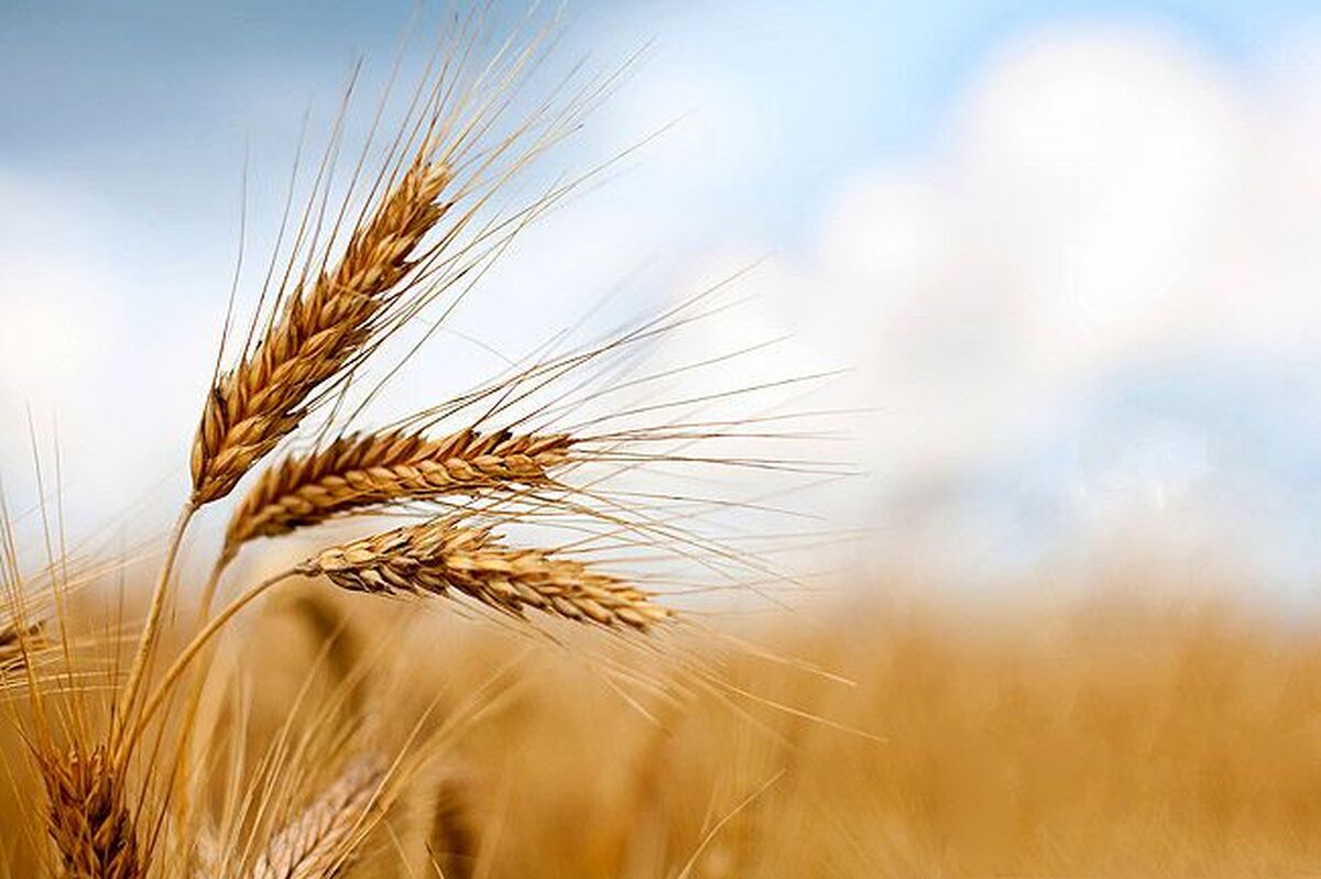 خبر خوش برای کشاورزان / واریز مطالبات گندمکاران سرعت گرفت خبر خوش برای کشاورزان / واریز مطالبات گندمکاران سرعت گرفت