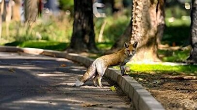 علت ورود روباه ها به مناطق مسکونی تهران