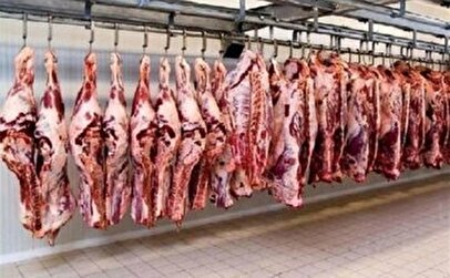 واردات بی‌سابقه گوشت قرمز/ کاهش قیمت گوشت در راه است؟