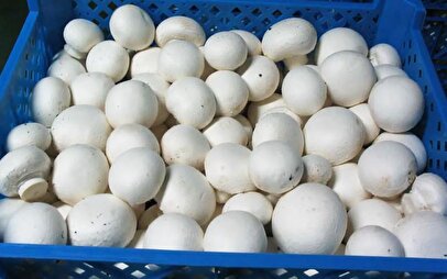 قیمت انواع قارچ بسته‌بندی و فله