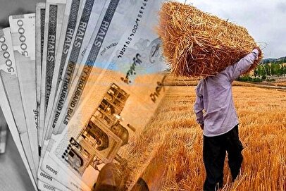 خبر مهم برای گندمکاران/ قیمت جدید گندم به این عدد نزدیک می‌شود
