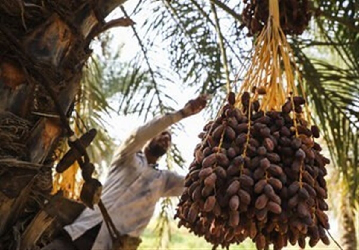 خشکسالی در کمین دومین تولیدکننده خرمای دنیا