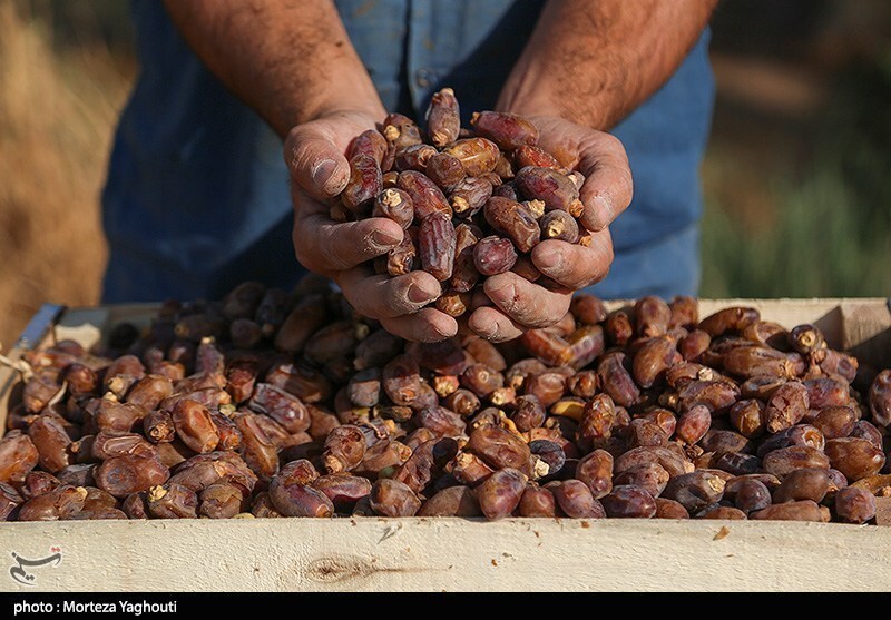خشکسالی در کمین دومین تولیدکننده خرمای دنیا
