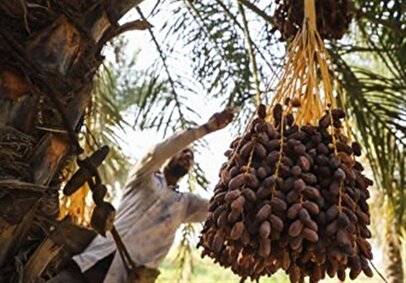 خشکسالی در کمین دومین تولیدکننده خرمای دنیا