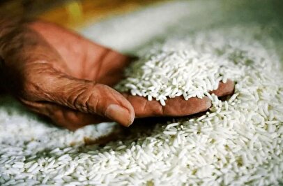 قیمت برنج، گوشت و مرغ در میادین میوه و تره‌بار + فیلم