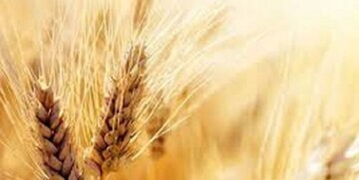 خبر مهم برای گندمکاران/ بالاخره قیمت واقعی گندم اعلام شد