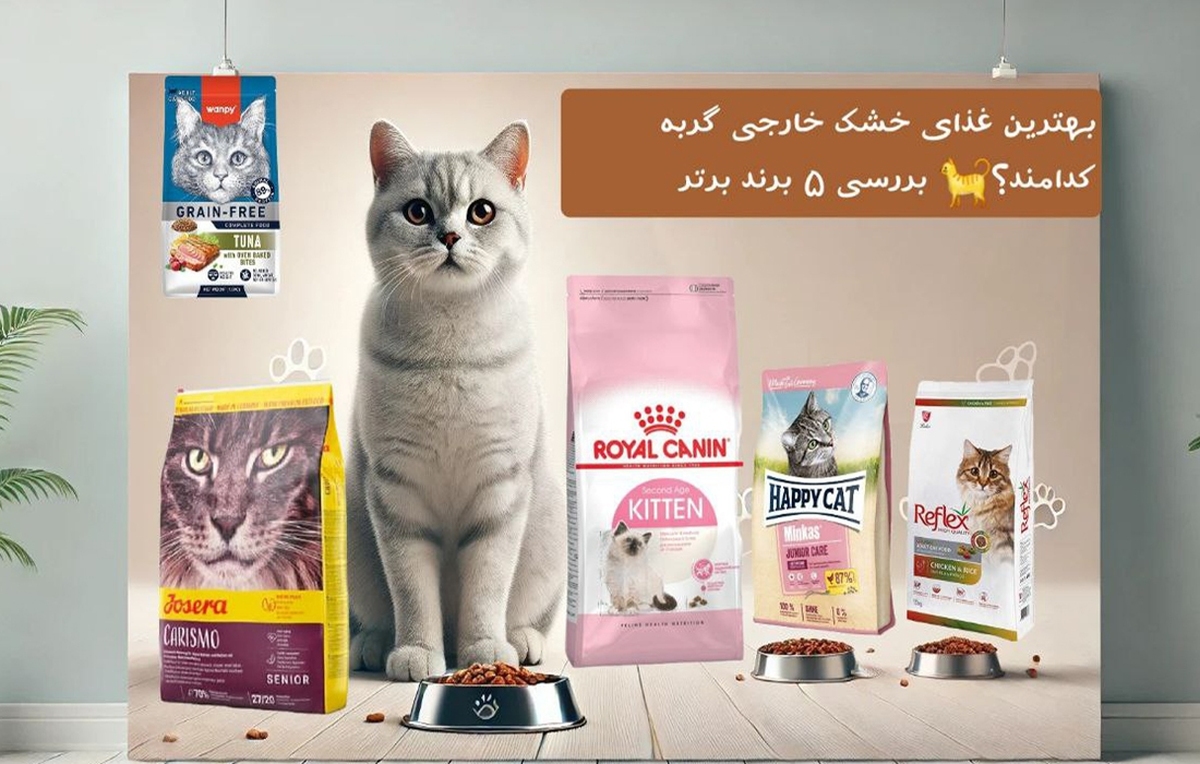 بهترین برند غذای خشک گربه خارجی کدام است؟ بررسی 5 برند برتر