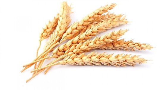 فوری/ نرخ خرید تضمینی گندم مشخص شد