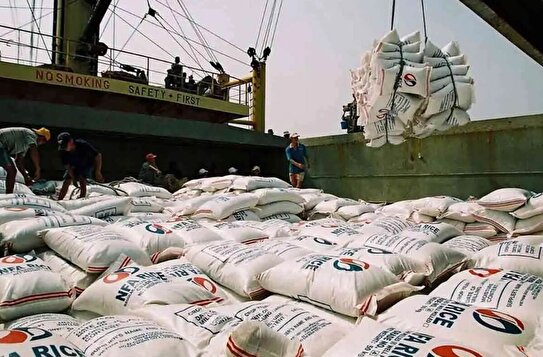 دومینوی اشتباهات وزارت جهاد؛ از ارز ترجیحی تا قیمت‌گذاری برنج در کشور صادرکننده!