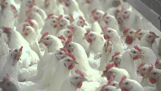 سهم بی‌رقیب مرغ در سفره خانوار/ هر ثانیه ۴۲ مرغ در ایران ذبح می‌شود