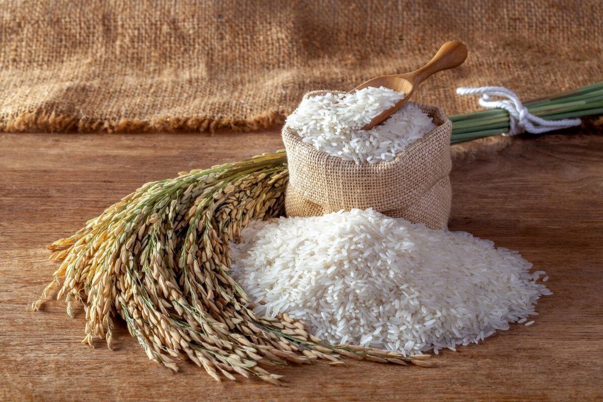 لیست قیمت برنج ایرانی امروز ۱ مهر ماه ۱۴۰۴ / برنج هاشمی، طارم، عنبربو و... کیلویی چند شد؟ + جدول