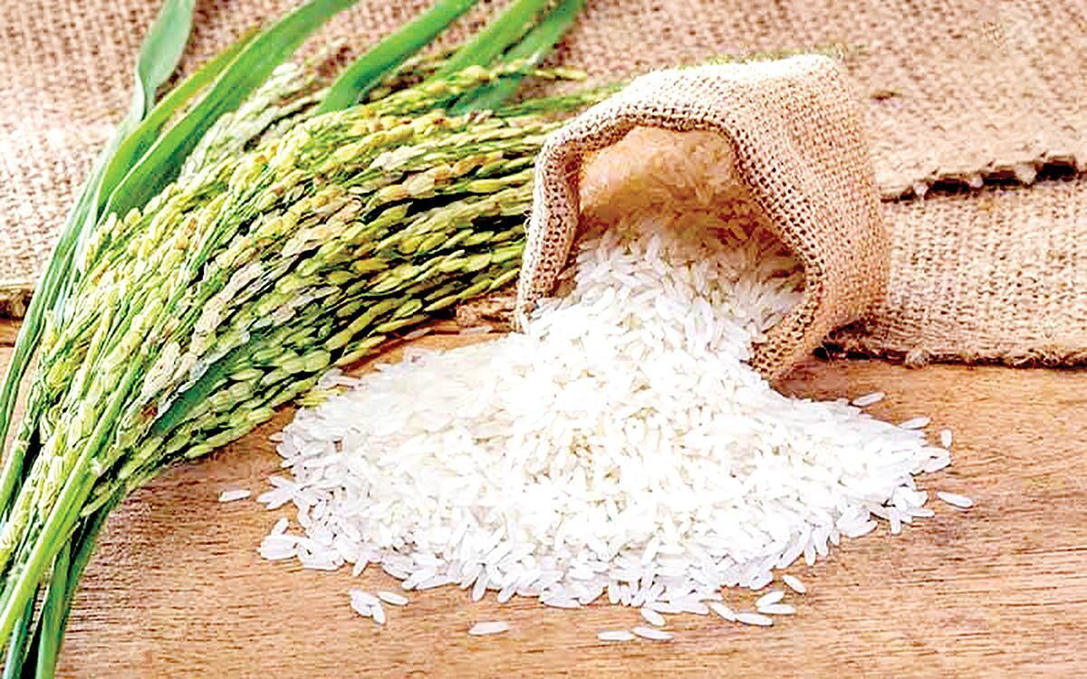 قیمت برنج ایرانی امروز ۸ شهریور ۱۴۰۴ / قیمت برنج نیمدانه، طارم هاشمی، دودی و.... چند؟ + جدول قیمت برنج ایرانی امروز ۸ شهریور ۱۴۰۴ / قیمت برنج نیمدانه، طارم هاشمی، دودی و.... چند؟ + جدول