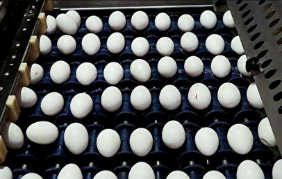 افزایش قیمت تخم مرغ درب مرغداری