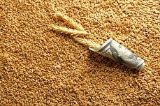 خبر خوش برای گندمکاران/امروز قیمت تضمینی گندم سال زراعی جدید نهایی می‌شود
