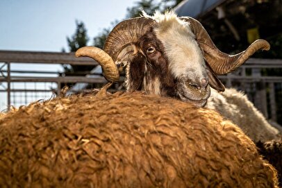 قیمت دام زنده اعلام شد/ کاهش قیمت گوشت در راه است؟