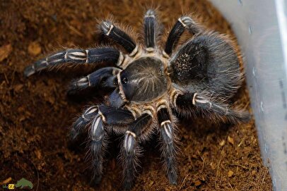 تارانتولا؛ عنکبوت غول‌پیکر و پرمو که ظاهر ترسناکی دارد و به تازگی حیوان خانگی ایرانی‌ها شده است!