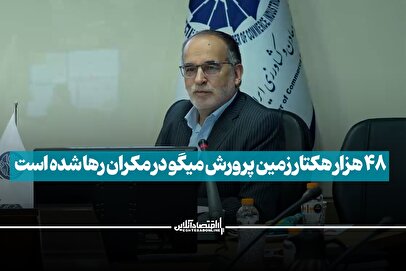 ۴۸ هزار هکتار زمین پرورش میگو در مکران رها شده است