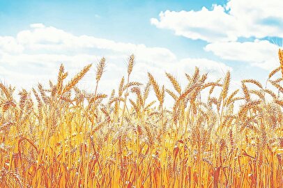 جزئیات قیمت خرید تضمینی گندم اعلام شد