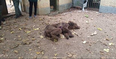 کشته‌شدن ۲ قلاده خرس بر اثر اصابت گلوله در آمل