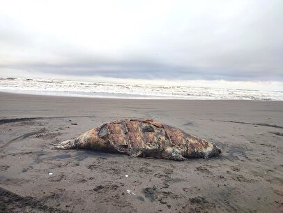 کشف لاشه ۲۶ فک خزری در سواحل گیلان