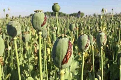 شرایط کاشت قانونی خشخاش در کشور / از وزارت جهاد کشاورزی مجوز بگیرید
