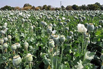 هشدار قاطع به متخلفان: زمین‌تان مصادره می‌شود