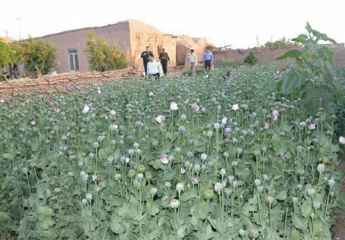 احیای یک قانون پس از ۵۷ سال؛ کشت خشخاش در ایران دوباره قانونی می‌شود؟