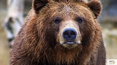 خرس قهوه‌ای ۵ ساله به آتش کشیده شد