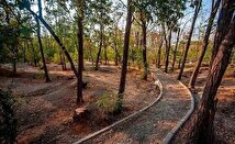 درختان پارک چیتگر در یک قدمی مرگ+ فیلم